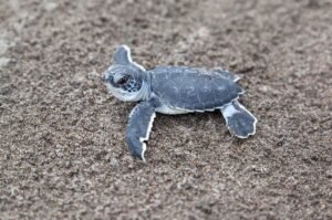 A baby green turtle (Chelonia mydas) crawling to the ocean on the beach in Tortuguero National Park in Costa Rica.