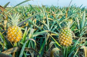 Pineapple tropical fruit growing in a farm.